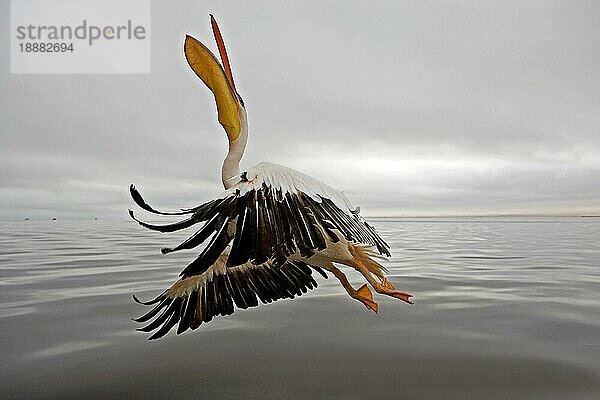 Großer Weißer Pelikan (pelecanus onocrotalus)  Erwachsener im Flug nahe Walvis Bay in Namibia