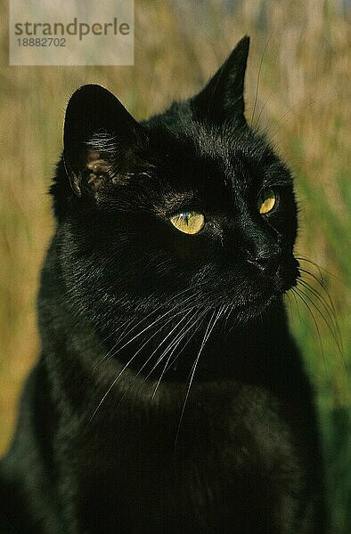 Schwarze Hauskatze  Porträt eines Erwachsenen