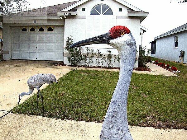 Kanadakraniche (Grus canadensis)  Lutz  Florida  freistellbar  USA  Nordamerika