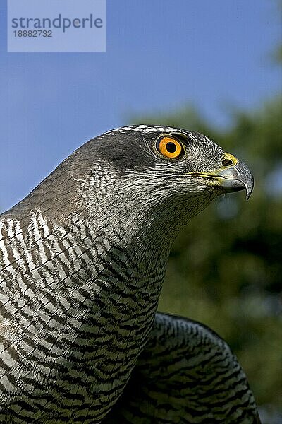 Habicht (accipiter gentilis)  Portrait eines Erwachsenen