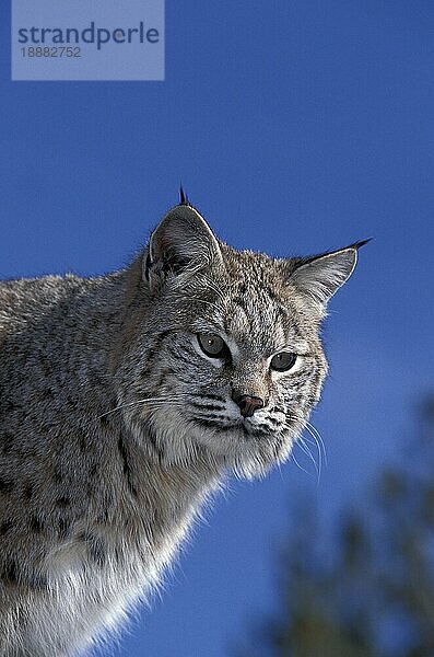 Bobcat (lynx rufus)  Porträt eines Erwachsenen gegen blauen Himmel  Kanada  Nordamerika