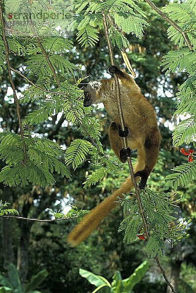 BRAUNER LEMUR (eulemur fulvus)  ERWACHSENER AUF BRANCHE STEHend  MADAGASKAR