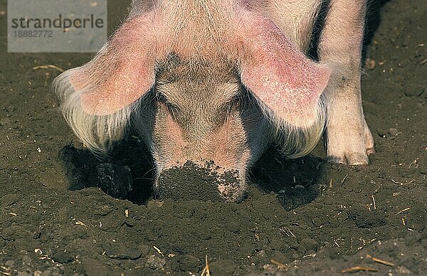 Großes weißes Schwein  erwachsen  sucht Futter