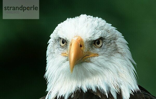 Bald Eagle  Weißkopfseeadler (Haliaeetus leucocephalus) (Amerika) (america) (Tiere) (animals) (Vogel) (Greifvögel) (birds of prey) (außen) (outdoor) (frontal) (head-on) (von vorne) (Kopf) (head) (Porträt) (portrait) (Querformat) (horizontal) (adult)