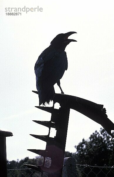 Kolkrabe (corvus corax)  SILHOUETTE STEHEND AUF REAPER  ALASKA  DROHENDES FOTO