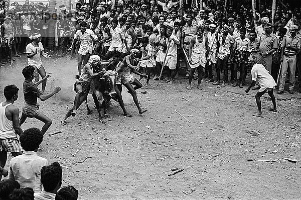 Schwarz-Weiß-Foto  Jallikattu oder Stierzähmung während des Pongal-Festes in Alanganallur bei Madurai  Tamil Nadu  Indien  Asien