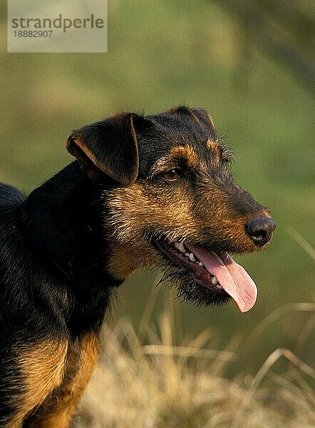 Jagd Terrier Hund  Portrait eines Erwachsenen mit herausgestreckter Zunge