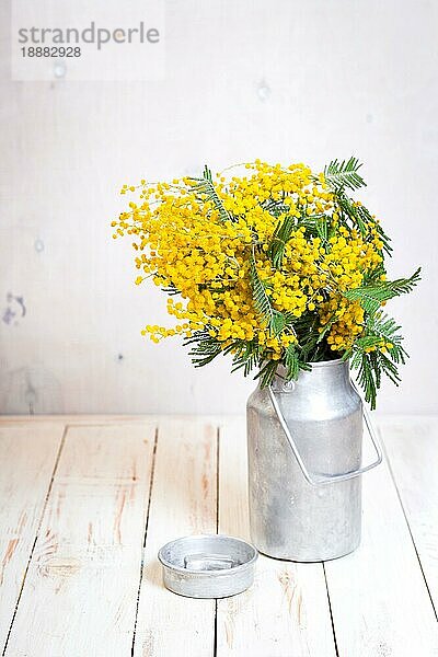 Mimosenblüten in einer Vintage-Metall-Milchkanne auf dem rustikalen weißen Holzhintergrund. Shabby-Chic-Stil Dekoration mit Blumen. Selektiver Fokus