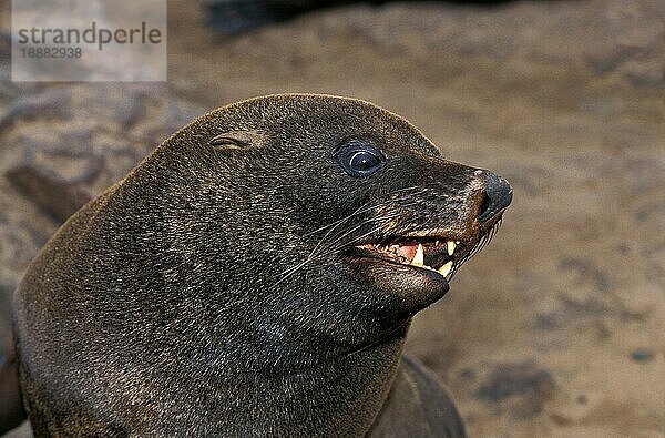 Südafrikanischer Seebär (arctocephalus pusillus)  PORTRAIT EINES ERWACHSENEN  CAPE CROSS IN NAMIBIA