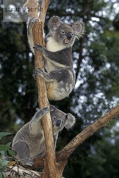 KOALA (phascolarctos cinereus)  ERWACHSENE AUF BRANCHE STEHEND  AUSTRALIEN