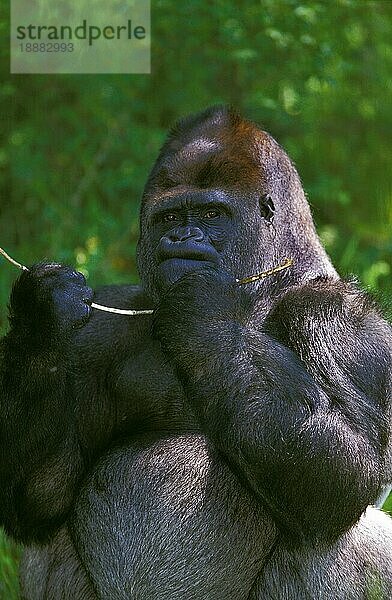 Gorilla (Gorilla gorilla)  Silberrücken Erwachsenes Männchen frisst Rinde von Ast