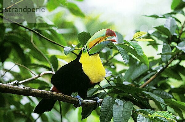 Kiefernschnabeltukan (ramphastos sulfuratus)  Erwachsener auf Ast  Costa Rica  Mittelamerika