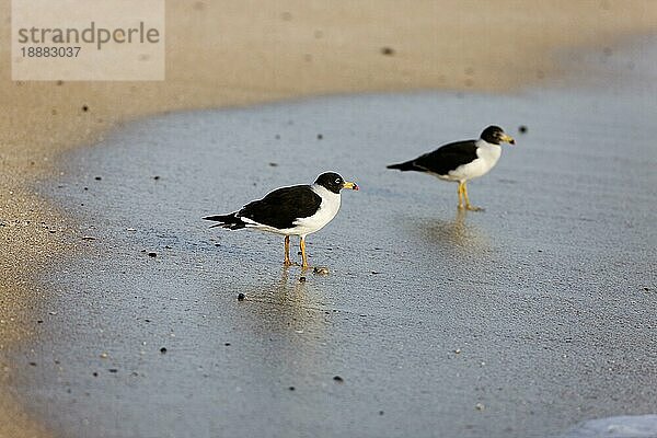 MÖWEN  ERWACHSENE AM STRAND STEHEND  PARACAS NATIONAL PARK IN PERU