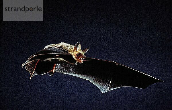 MausohrGroßes Mausohr (myotis myotis)  ERWACHSENER IM FLUG