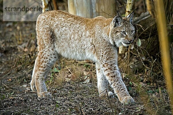 Sibirischer Luchs (lynx lynx wrangeli)  erwachsen