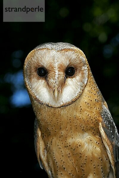 Schleiereule (tyto alba)  Portrait eines Erwachsenen  Vendee in Frankreich