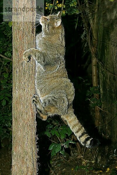 Europäische Wildkatze (felis silvestris)  erwachsen  klettert auf einen Baumstamm