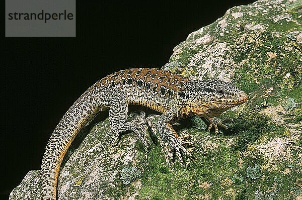 Chilenische Teju  callopistes palluma  Erwachsener  Eidechse von Chile