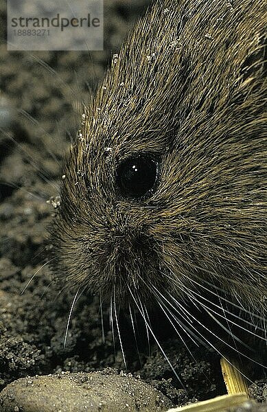 GEMEINSCHAFTSWOLF (microtus arvalis)  KOPFANSCHAUUNG EINES ERWACHSENEN  Frankreich  Europa