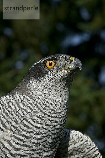 GOSHAWK (accipiter gentilis)  PORTRAIT EINES ERWACHSENEN