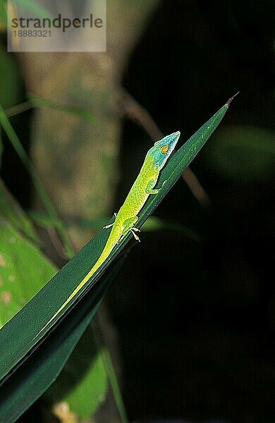 Rotkehlanolis (anolis carolinensis) EIDECHSE ODER KAROLINISCHE EIDECHSE  ERWACHSENER AUF BLATT STEHend