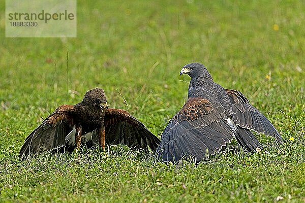 HARRIS HAWK (parabuteo unicinctus)  ERWACHSENE KÄMPFEN UM BEUTETE