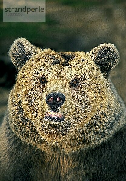 BRAUNBÄR (ursus arctos)  PORTRAIT EINES ERWACHSENEN