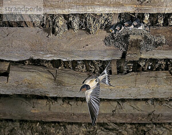 Rauchschwalbe (hirundo rustica)  Erwachsener im Flug  füttert Küken am Nest  Normandie