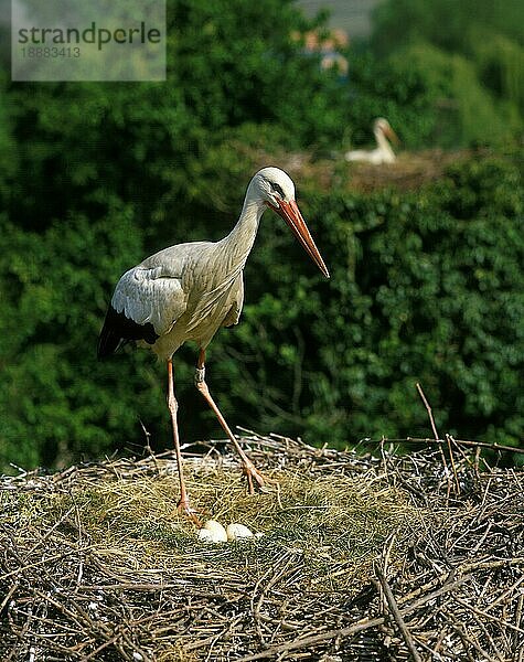 Weißstorch (ciconia ciconia)  Erwachsener auf Nest mit Eiern  Elsass in Frankreich