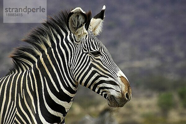 Grevy's Zebra (equus grevyi)  Porträt eines Erwachsenen  Samburu Park in Kenia