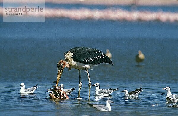 Marabu-Storch (leptoptilos crumeniferus)  Erwachsener mit Beute  Nakuru-See in Kenia