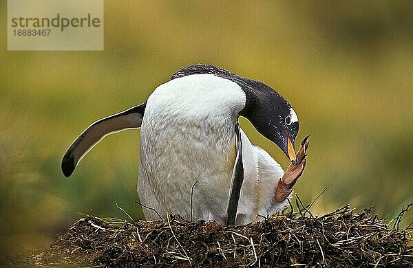 Eselspinguin (pygoscelis papua)  Erwachsener auf dem Nest  kratzend  Livingstone Insel