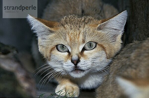 SANDKATZE (felis margarita)  PORTRAIT EINES ERWACHSENEN