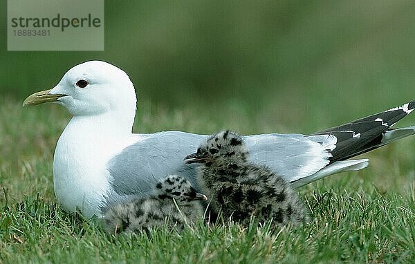 Sturmmöwe (Larus canus) mit Küken  Lofoten  Norwegen  Europa