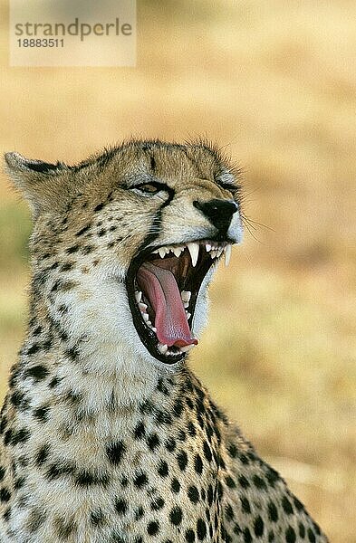 CHEETAH (acinonyx jubatus)  PORTRAIT EINES ERWACHSENEN  KENIA