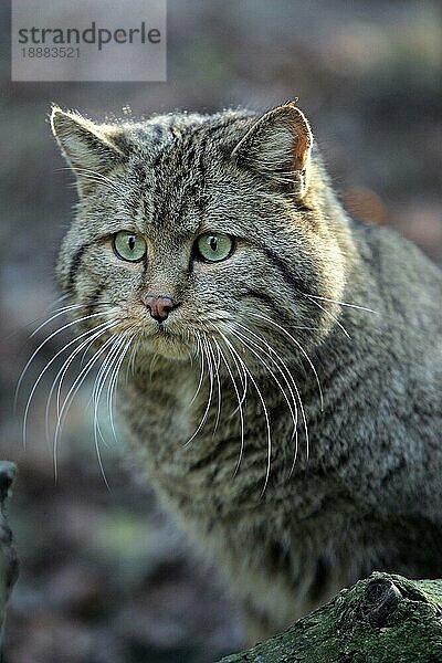 Europäische Wildkatze (felis silvestris)  Porträt eines Erwachsenen