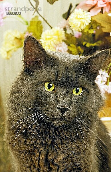 Maine Coon Hauskatze  Portrait eines Erwachsenen mit Blumen