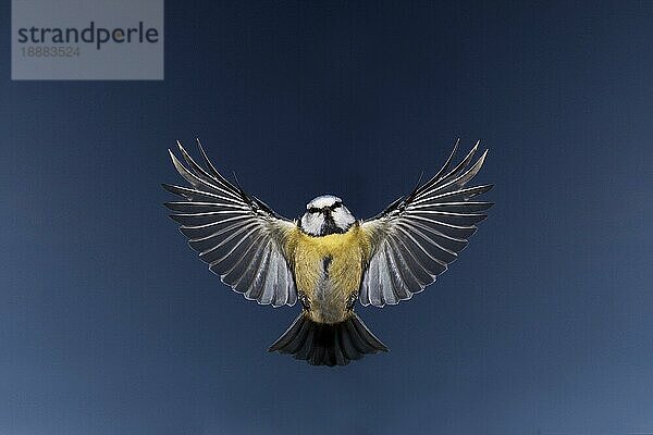 BLAUE TITTE (parus caeruleus)  ERWACHSENE IM FLUG  NORMANDISCH IN Frankreich