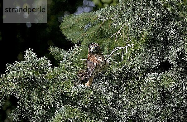 Rotschwanzbussard (buteo jamaicensis)  ERWACHSENER AUF BRANSCH STEHEND