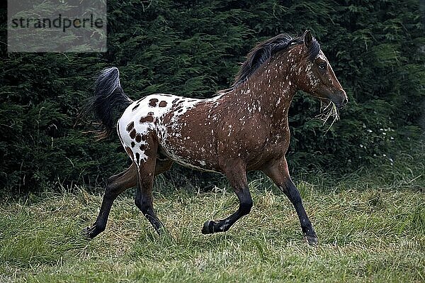 Appaloosa-Pferd  erwachsen  trabend im Paddock mit Gras im Maul