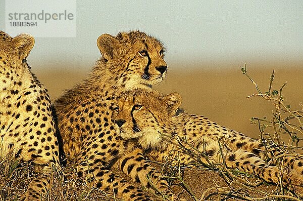 Gepard (acinonyx jubatus)  GRUPPE VON ERWACHSENEN  KENIA