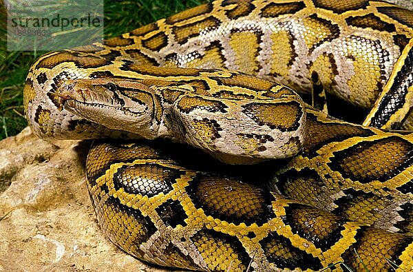 Indischer Python (python molurus)  Erwachsener