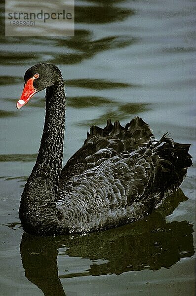 Trauerschwan (cygnus atratus)  ERWACHSENER  AUSTRALIEN