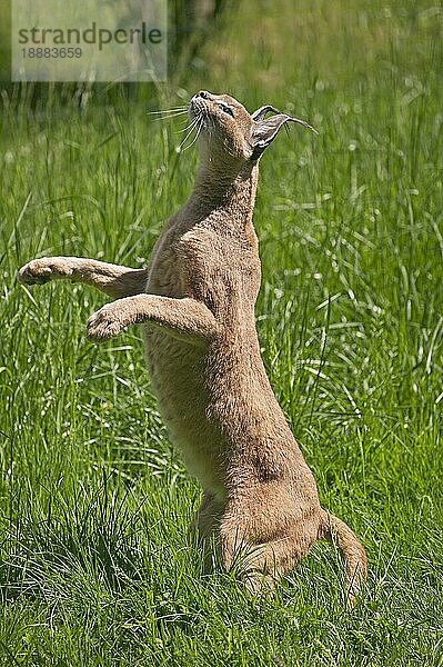 Karakal (CARACAL caracal) ERWACHSENER JAGEND  AUF DEN HINTERBÄNGEN STEHEND