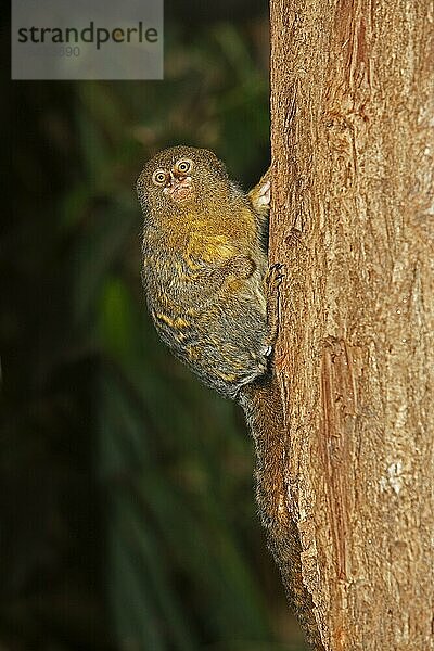 PYGMY MARMOSET (callithrix) pygmaea  ERWACHSENE HÄNGEND AM BRANSCH