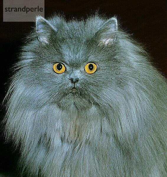Blaue Perser-Hauskatze  Porträt eines Erwachsenen
