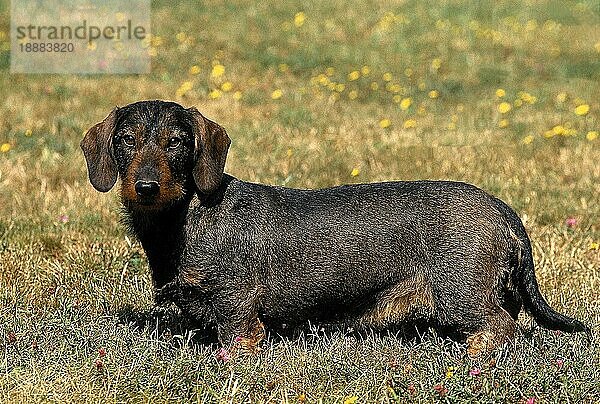 DRAHTHAARDACKEL  ERWACHSEN  STEHEND IM GRAS