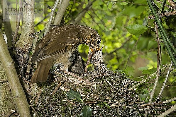 Singdrossel (turdus philomelos)  Erwachsene füttern Küken am Nest  Normandie