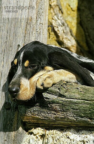 Großer Blauer Gascogne-Hund  Kopf eines Erwachsenen