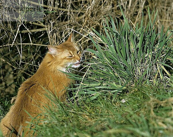 ROTE EUROPÄISCHE HAUSKATZE  ERWACHSEN  FRISST GRAS